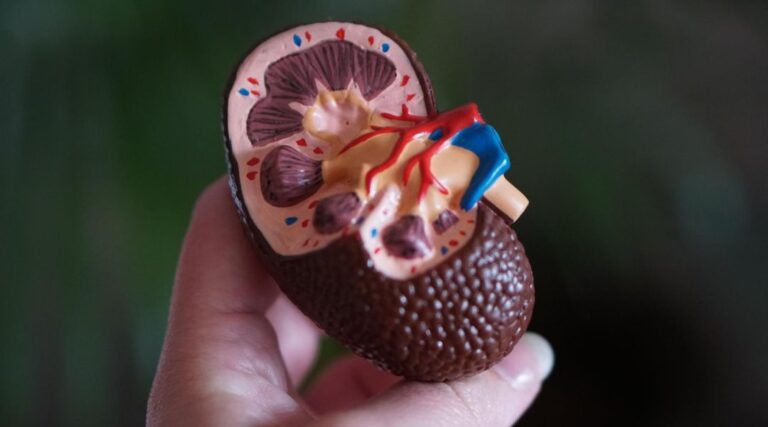 Read more about the article New Milestone in Kidney Tumor Segmentation: KiTS 2023