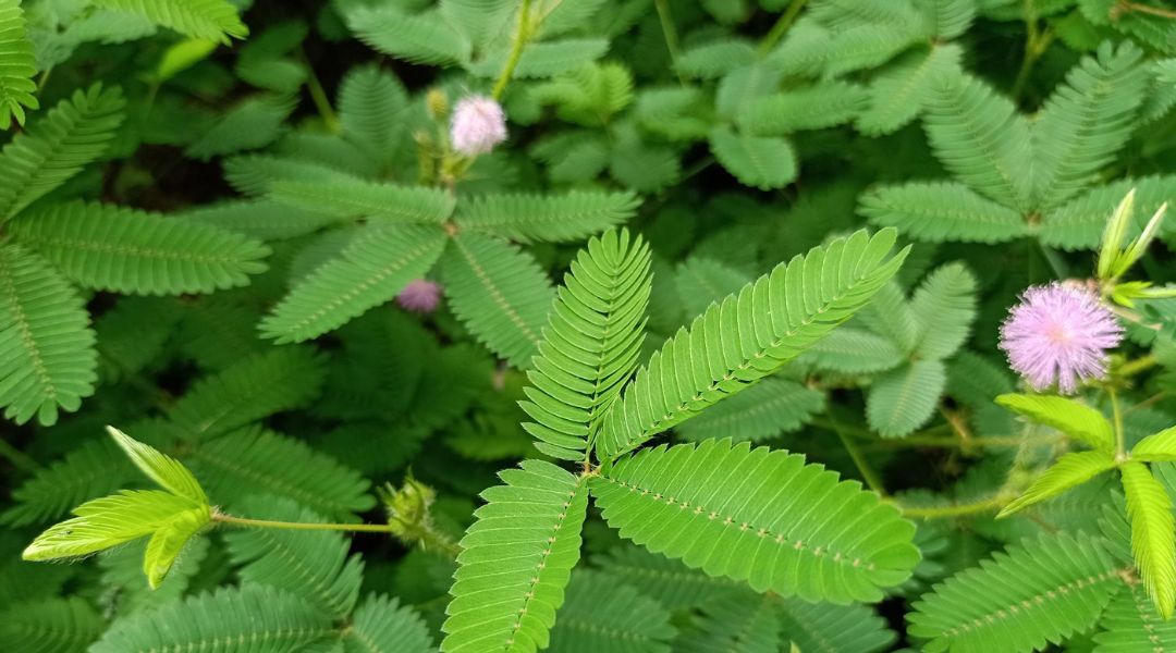 Plantxel