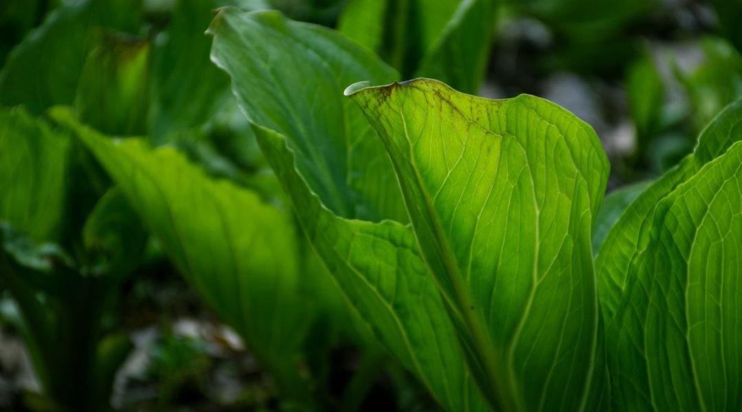 Identificazione piante